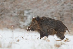 Wild boar in snow stock photos