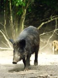 Wild Boar ( Sus scrofa ) stock image