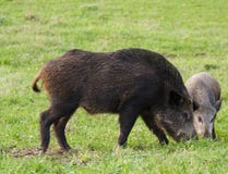 Wild Boar ( Sus scrofa ) royalty free stock image