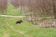 Wild boar stock photos
