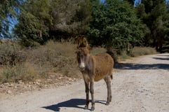 A wild brown donkey stands on the road in the forest stock photo A wild brown donkey stands on the road in the forest stock photo