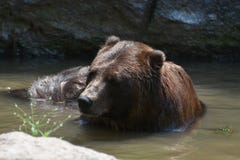 Beautiful view of a brown grizzly bathing Stock Photos Beautiful view of a brown grizzly bathing Stock Photos