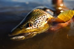 Wild Brown Trout royalty free stock photos Wild Brown Trout royalty free stock photos