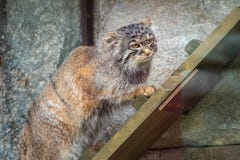 Wild cat manul or Pallas`s cat, lat. Otocolobus manul, in the zoo