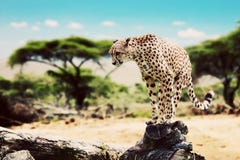 A wild cheetah about to attack. Safari in Tanzania