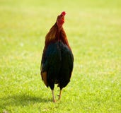 Wild cockerel on Kauai stock images Wild cockerel on Kauai stock images