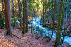 A wild creek in the bavarian forest royalty free stock photo A wild creek in the bavarian forest royalty free stock photo