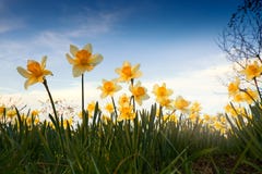 Wild Daffodils In The Garden Royalty Free Stock Photo