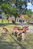 Wild deer at Nara Park Japan stock images Wild deer at Nara Park Japan stock images