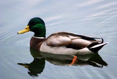 Wild Duck Stock Images