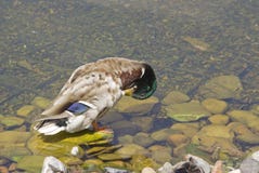 Wild duck on the lake cleans the feathers royalty free stock images Wild duck on the lake cleans the feathers royalty free stock images