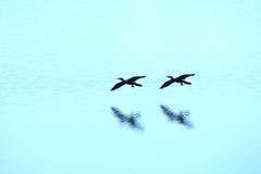 Wild Ducks Flying On River Royalty Free Stock Photography
