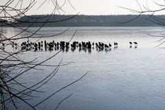 Wild ducks on the ice on the lake. A flock of ducks on ice in th stock photo Wild ducks on the ice on the lake. A flock of ducks on ice in th stock photo