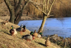 Wild ducks on a sunny winter day on the shore stock photography Wild ducks on a sunny winter day on the shore stock photography
