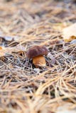 Wild edible bay bolete known as imleria badia or boletus badius stock images Wild edible bay bolete known as imleria badia or boletus badius stock images