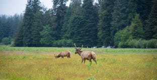 Wild Elk in Redwood National Park, California royalty free stock photo Wild Elk in Redwood National Park, California royalty free stock photo