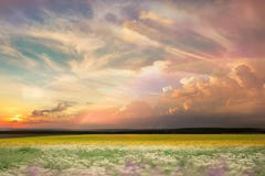 Wild field green grass meadow  frowers on  sunset cloudy sky countryside on evening summer nature landscape. Nature background