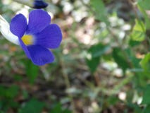 Wild flower in blue color royalty free stock photos Wild flower in blue color royalty free stock photos