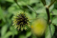 Wild flower royalty free stock image Wild flower royalty free stock image