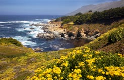 Wild Flowers, Coastline, Big Sur Royalty Free Stock Photos Wild Flowers, Coastline, Big Sur Royalty Free Stock Photos