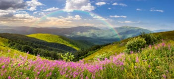 Wild flowers on the mountain top at sunrise stock photo Wild flowers on the mountain top at sunrise stock photo