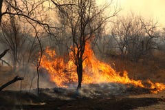 Wild Forest Fire Wild Forest Fire