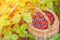 Wild fresh berries blueberry and strawberry in a basket in sunlight in nature Stock Photos Wild fresh berries blueberry and strawberry in a basket in sunlight in nature Stock Photos