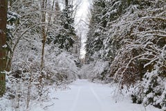 Winter trip: wild frosty forest landscape. Cold season. Pine branch. Russian winter. Belarus landscape royalty free stock photo Winter trip: wild frosty forest landscape. Cold season. Pine branch. Russian winter. Belarus landscape royalty free stock photo