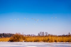 Wild geese return from warm edges, early spring, fine day_ stock images Wild geese return from warm edges, early spring, fine day_ stock images