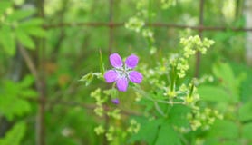 Wild geranium flower royalty free stock photos Wild geranium flower royalty free stock photos