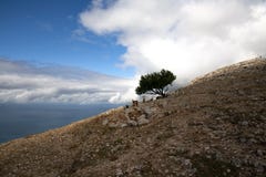 Wild goats on a mountain with a tree royalty free stock image Wild goats on a mountain with a tree royalty free stock image