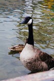 wild goose Royalty Free Stock Photo wild goose Royalty Free Stock Photo