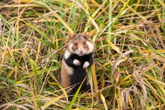 Wild hamster stock image Wild hamster stock image