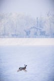 Wild brown hare running in snow Lepus europaeus stock photos Wild brown hare running in snow Lepus europaeus stock photos