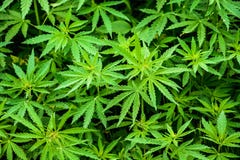 Wild hemp field in the village stock images Wild hemp field in the village stock images