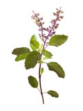 Wild Holy Basil Tulasi in flower isolated