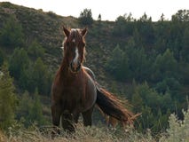 Wild Horse Mustang Bay Stud Stallion in Theodore Roosevelt National Park