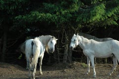 Wild Horses Royalty Free Stock Image
