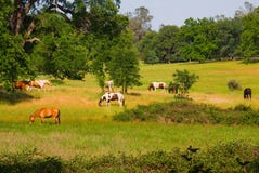 Wild Horses Stock Image