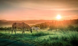 Wild Horses And Tuscan Sunrise Stock Photos Wild Horses And Tuscan Sunrise Stock Photos
