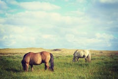 Wild horses couple landscape in vintage style royalty free stock photos Wild horses couple landscape in vintage style royalty free stock photos