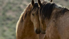 Wild horses of Nevada, herd of wild mustang horses in the high Nevada desert mountains stock image Wild horses of Nevada, herd of wild mustang horses in the high Nevada desert mountains stock image