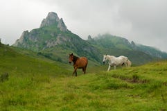 Wild Horses Running And Jumping Wild Horses Running And Jumping