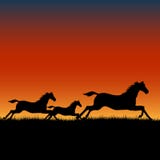 Wild horses running at sunset