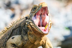 Wild iguana with open mouth