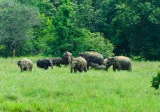 Wild Indian Elephants In The Nature Stock Image