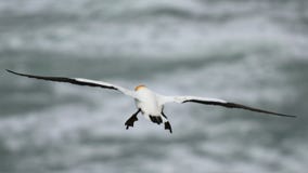 Wild jan-van-gent die bij de kust van Muriwai vliegen stock foto Wild jan-van-gent die bij de kust van Muriwai vliegen stock foto