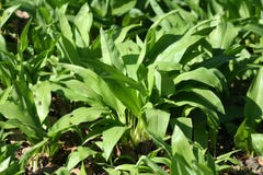 Wild knoflook Royalty-vrije Stock Afbeelding Wild knoflook Royalty-vrije Stock Afbeelding