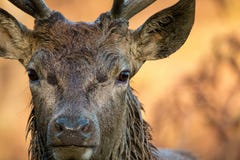 Wild male deer close up. Rutting season wet from wallowing. stock photography Wild male deer close up. Rutting season wet from wallowing. stock photography