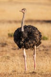 Wild male ostrich walking on rocky plains of Africa. Close up